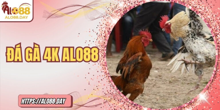 Đá gà 4K ALO88 – Trải nghiệm đẳng cấp trong từng khung hình