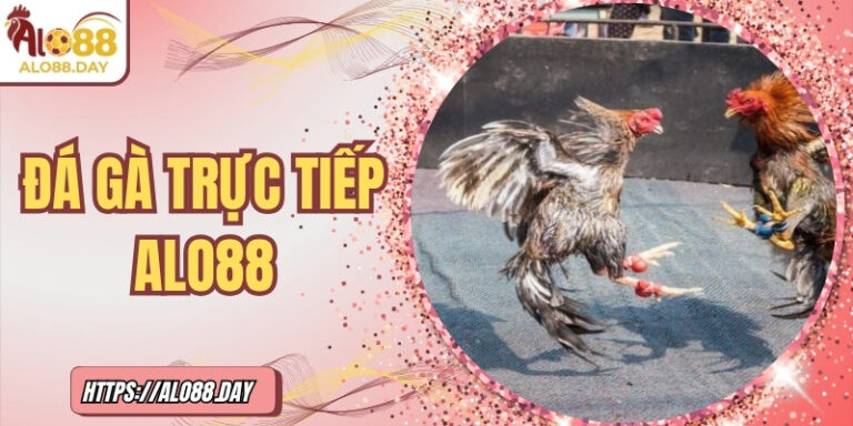 Đá gà trực tiếp ALO88 – Kịch tính như trường đấu thực thụ